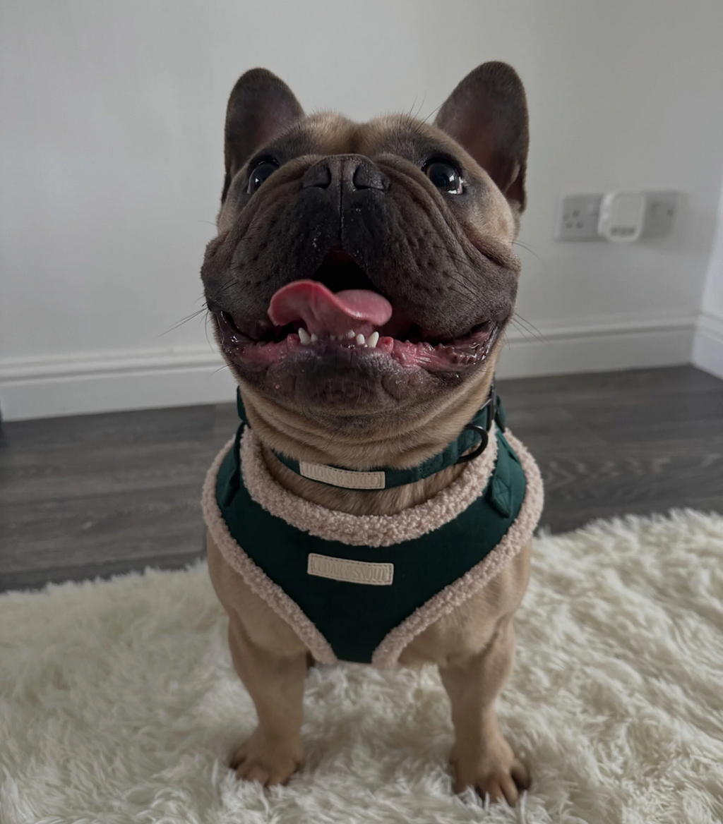 Cabin Dog Collar - Evergreen