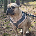 Cabin Harness - Ash