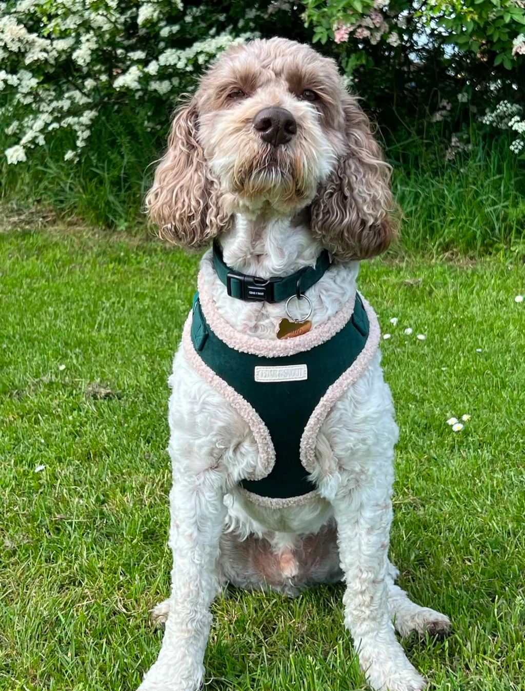 Cabin Dog Collar - Evergreen