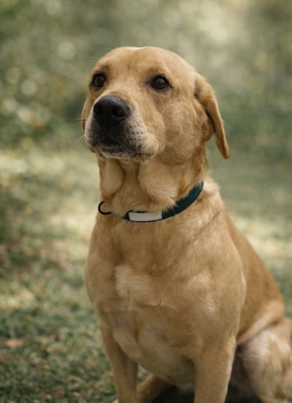 Cabin Dog Collar - Evergreen