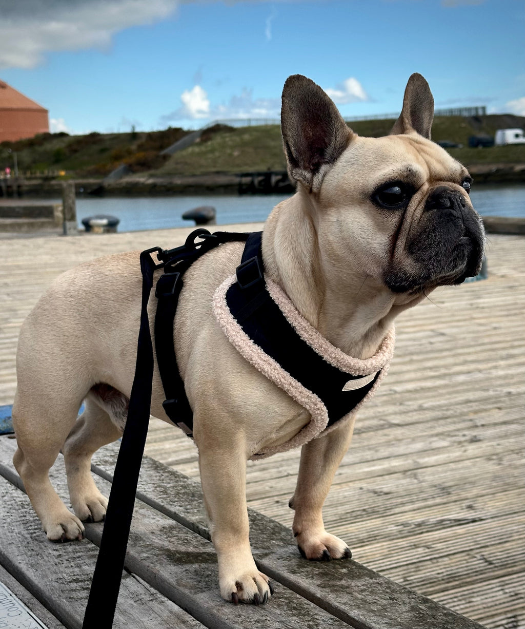 Cabin Harness - Onyx