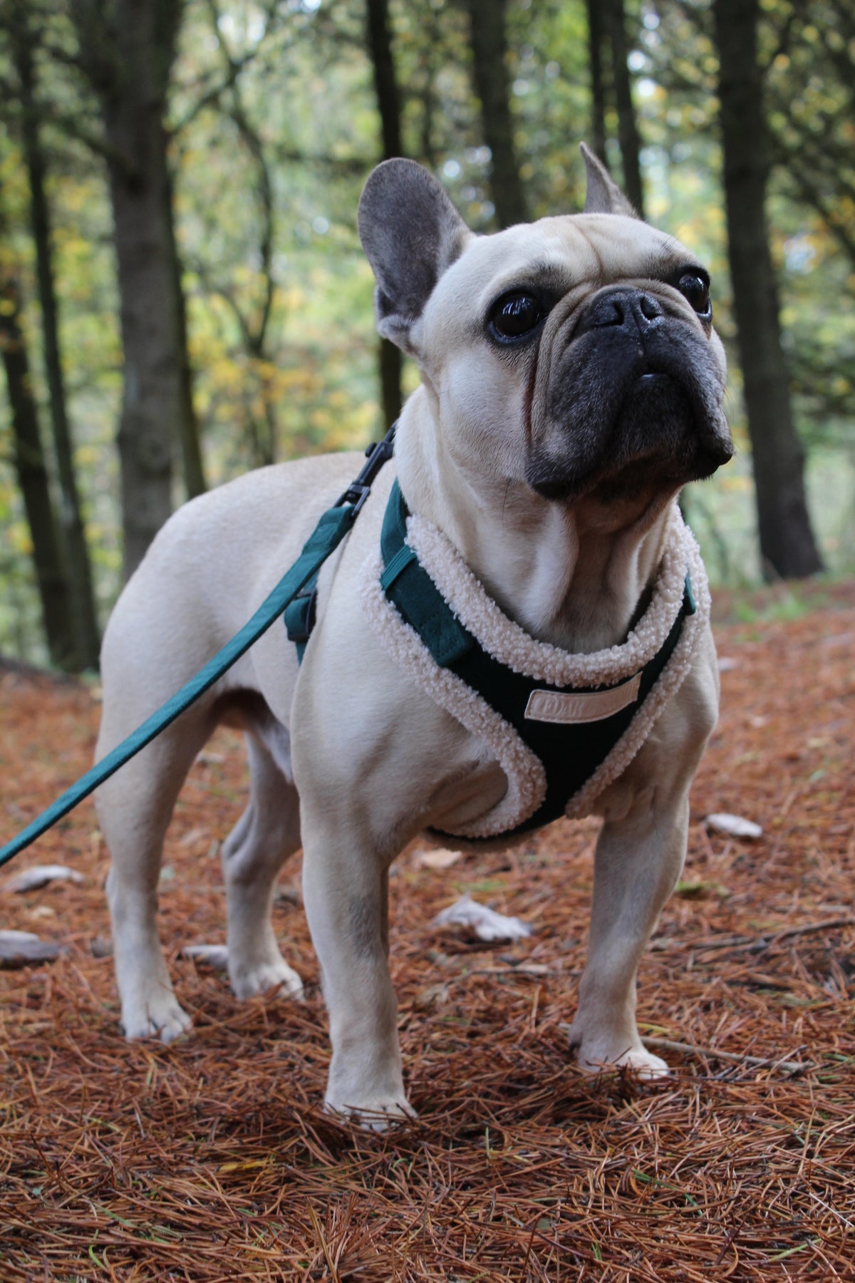 Cabin Evergreen - Harness, Collar, Lead & Poop Bag Holder Bundle