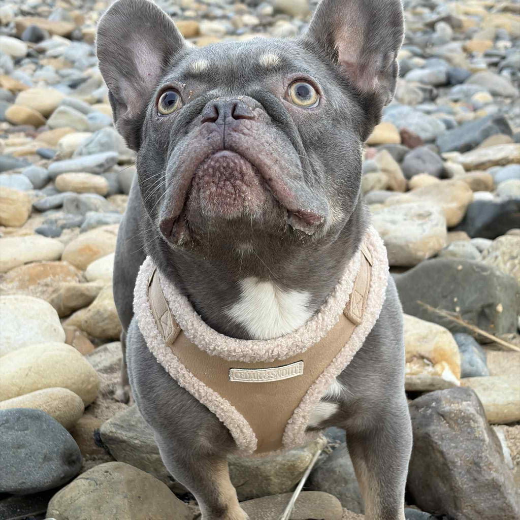 Cabin Fawn - Harness, Collar, Lead & Poop Bag Holder Bundle