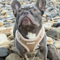Cabin Fawn - Harness, Collar, Lead & Poop Bag Holder Bundle