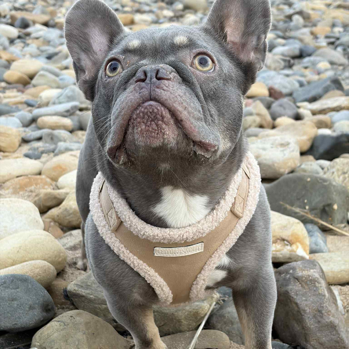 Cabin Fawn - Harness, Collar, Lead & Poop Bag Holder Bundle