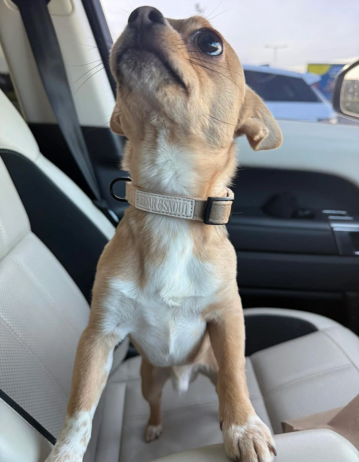 Cabin Dog Collar - Fawn