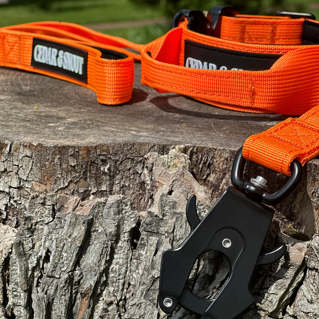 Ranger Collar & Lead Bundle