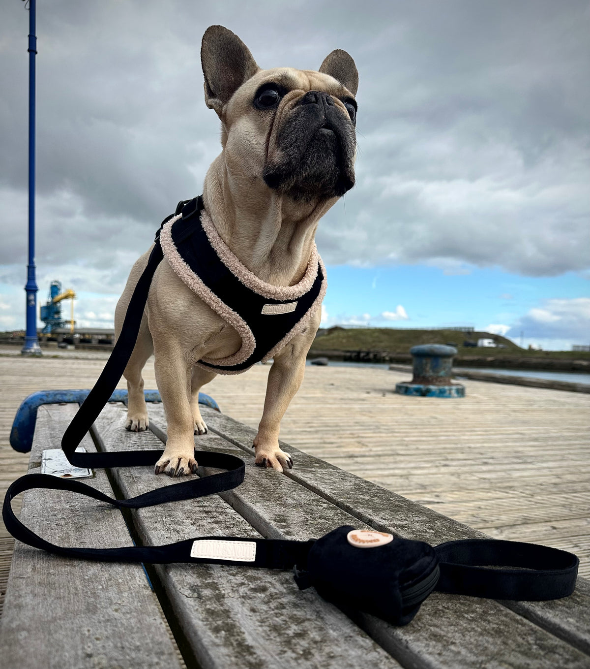 Cabin Onyx - Harness, Collar, Lead & Poop Bag Holder Bundle
