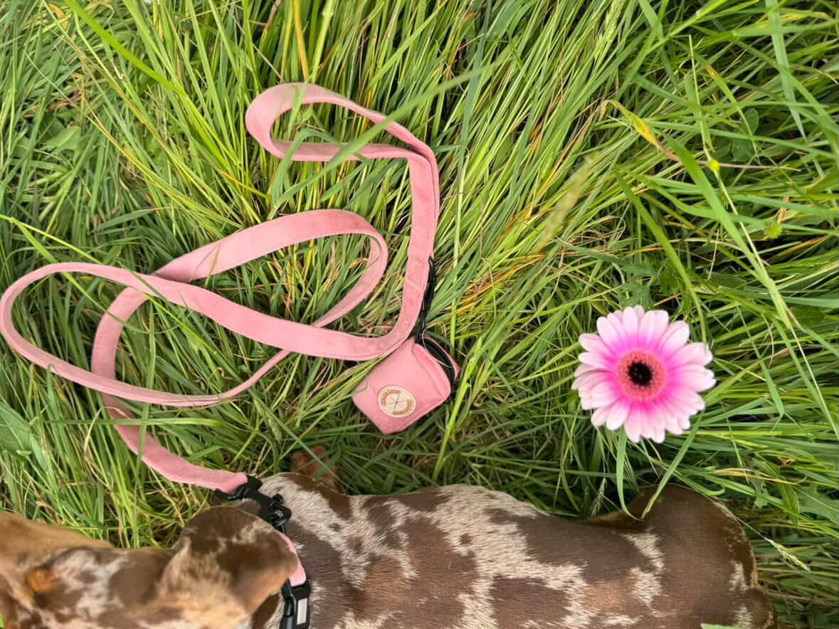 Cabin dog lead - Bloom