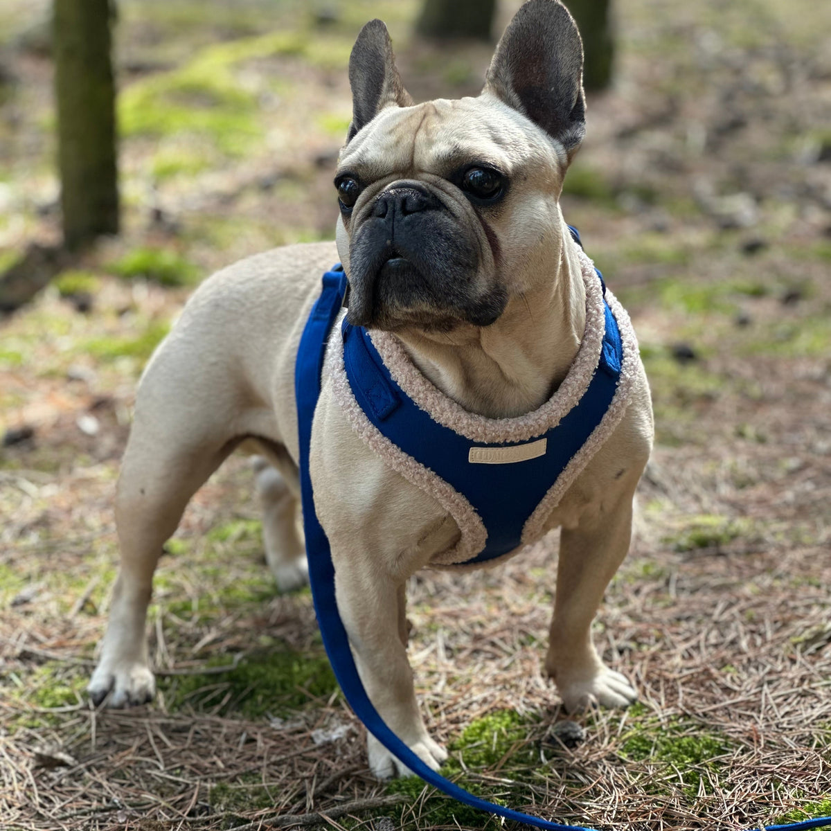 Cabin Loch - Harness, Collar, Lead & Poop Bag Holder Bundle