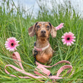 Cabin Dog Collar - Bloom