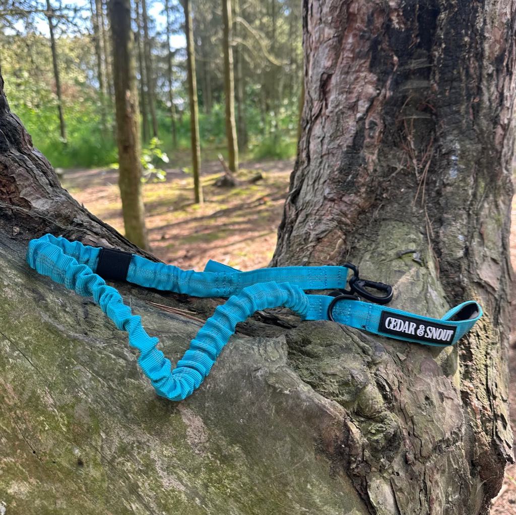 Vanguard Seatbelt Lead